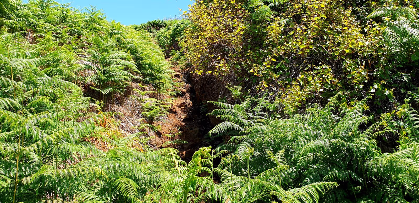 It is so beautiful and peacefull to hike this hike at Looptrail of Maloeira