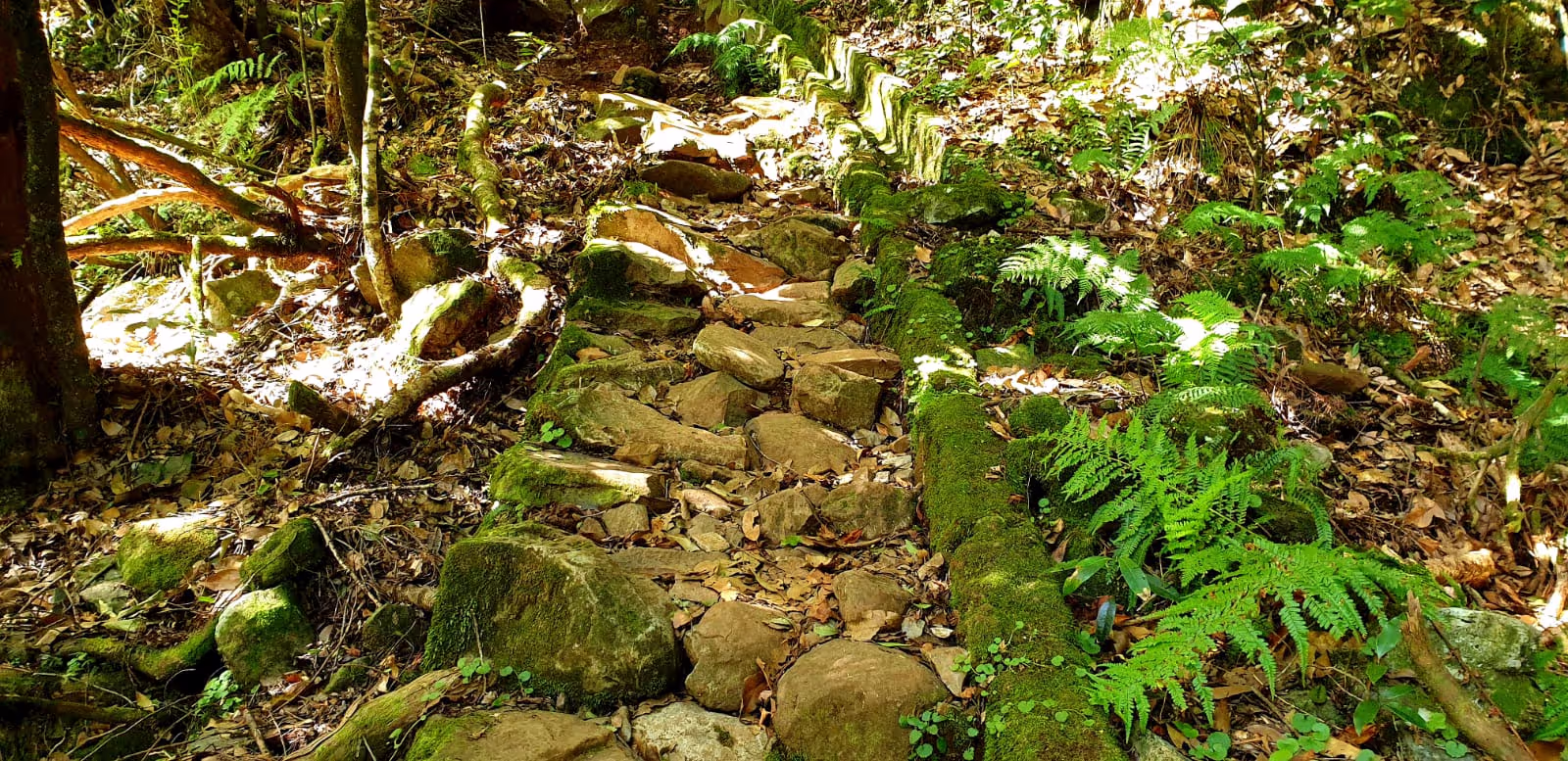 The old levada walks in Madeira in Ribeiro Frio Santana.