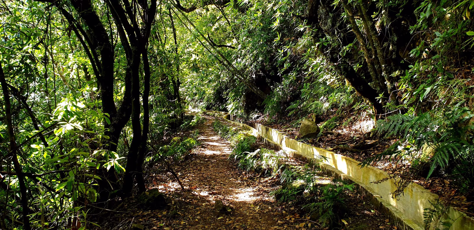 The green "Jungle" of Madeia in Ribeiro Frio