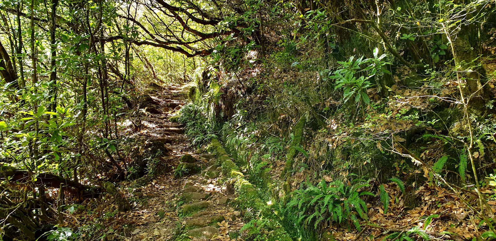 The famous Laure Silver in Madeira in Ribeiro Frio in Santana