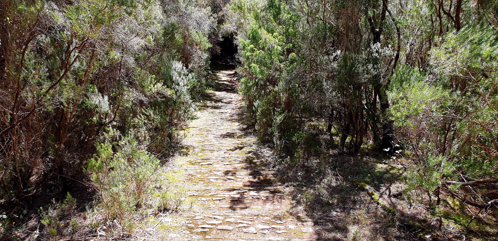Almost up at the end of the hike called From Ribeiro Frio to Feiteiras de Baixo