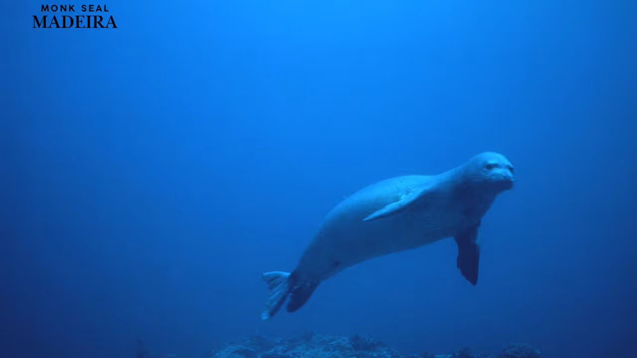 A Monk Seal swimming in the water