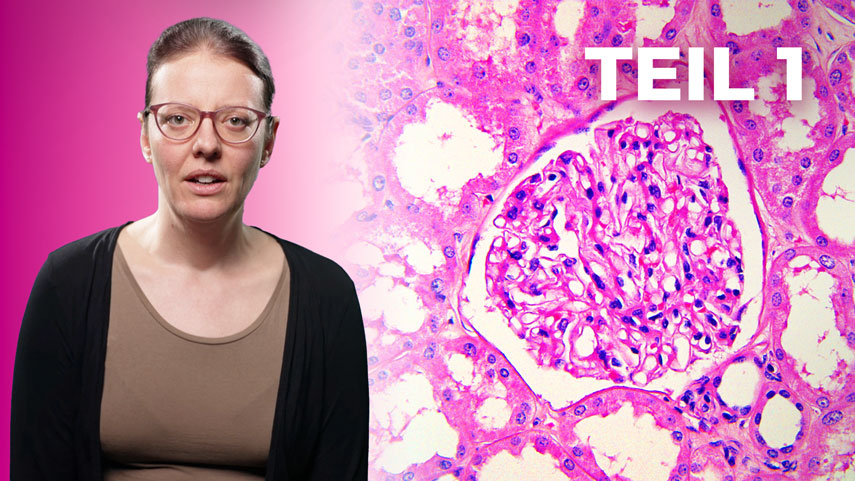 Komplement-vermittelte Nierenerkrankungen I