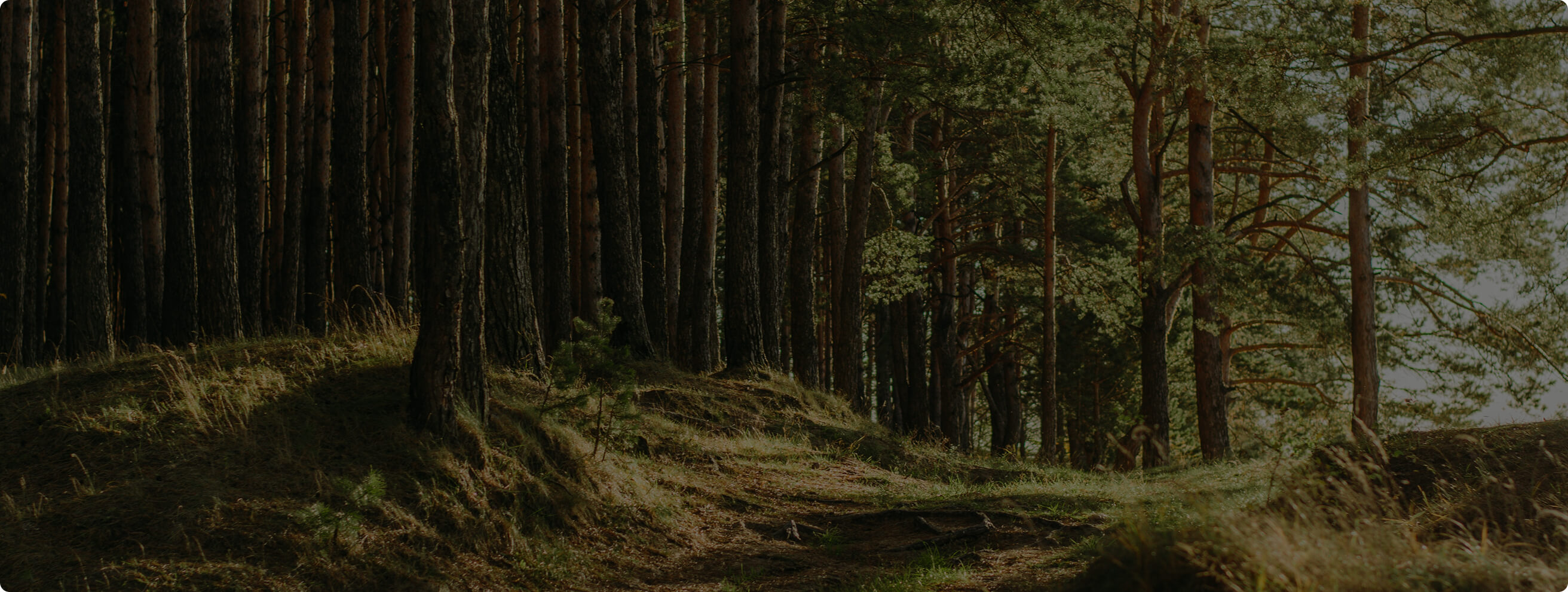 Ein schattiger Waldweg zwischen hohen Kiefern, mit Sonnenlicht, das durch die Bäume fällt