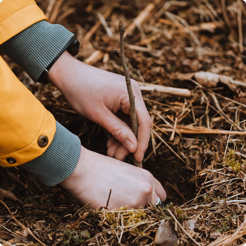 Nahaufnahme einer Hand mit Armbanduhr, die einen jungen Baum in die Erde pflanzt