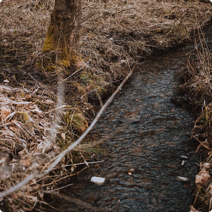 Person in gelber Jacke pflanzt einen kleinen Baumsetzling in den Boden