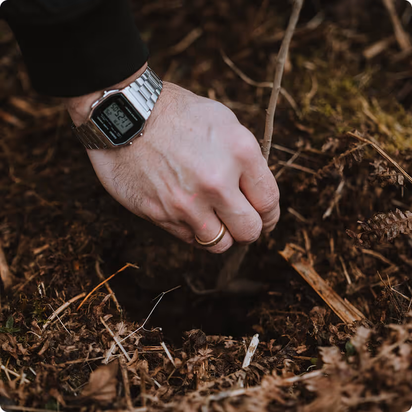 Nahaufnahme einer Hand mit Ring und Uhr, die einen Setzling in die Erde setzt