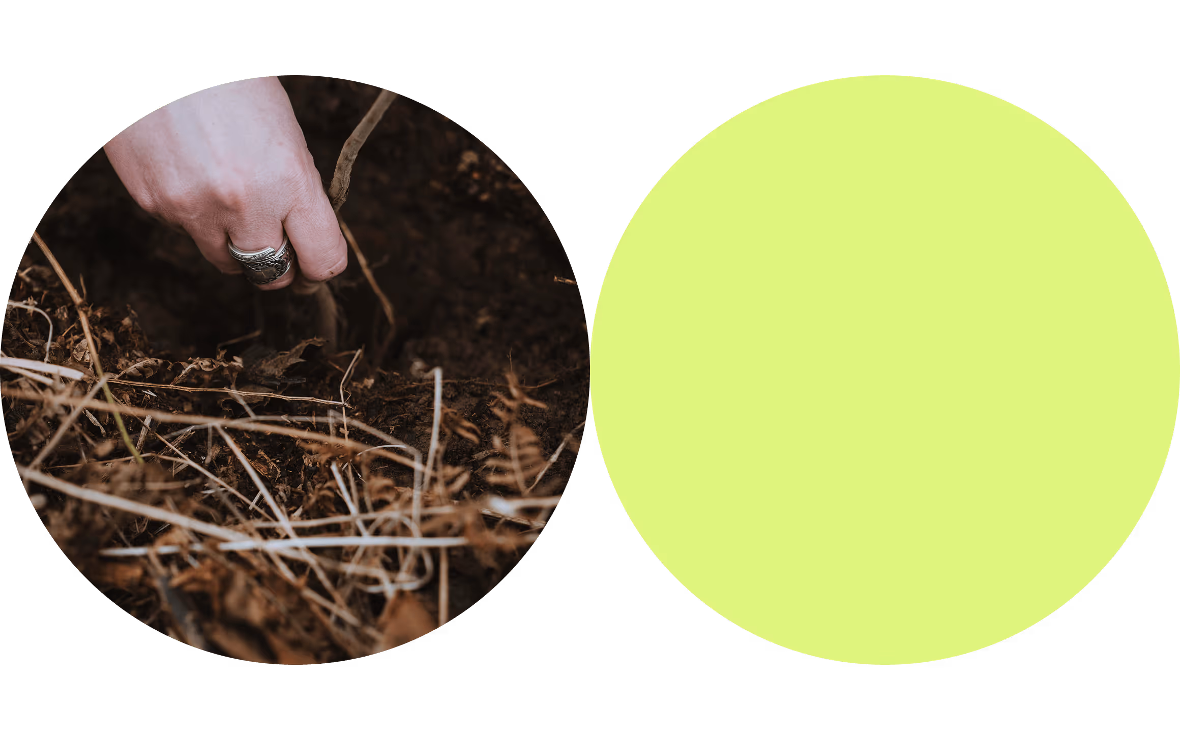 Nahaufnahme einer Hand mit Ring, die einen kleinen Baumsetzling in die Erde pflanzt, neben einem grünen Kreis als grafischem Element