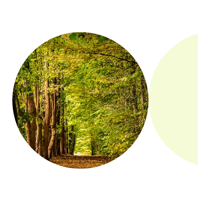 Ein schmaler Waldweg, umgeben von dichten grünen Bäumen im Sommer.
