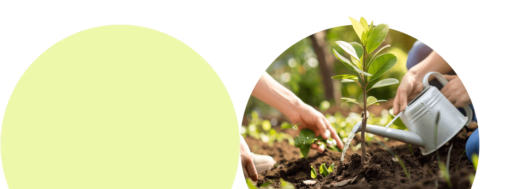Zwei Hände pflanzen und gießen einen jungen Baum mit einer Gießkanne im Garten.
