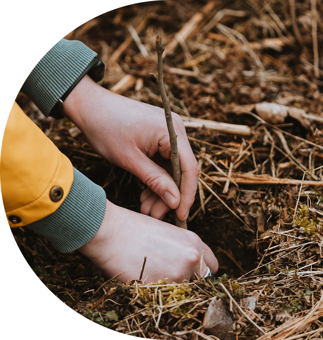 Nahaufnahme von Händen, die einen kleinen Baumsetzling in den Boden pflanzen