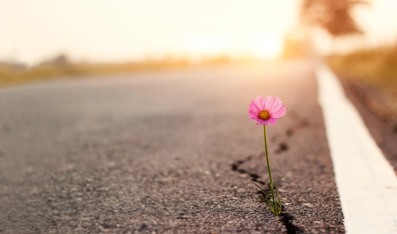 Blume wächst durch Asphalt