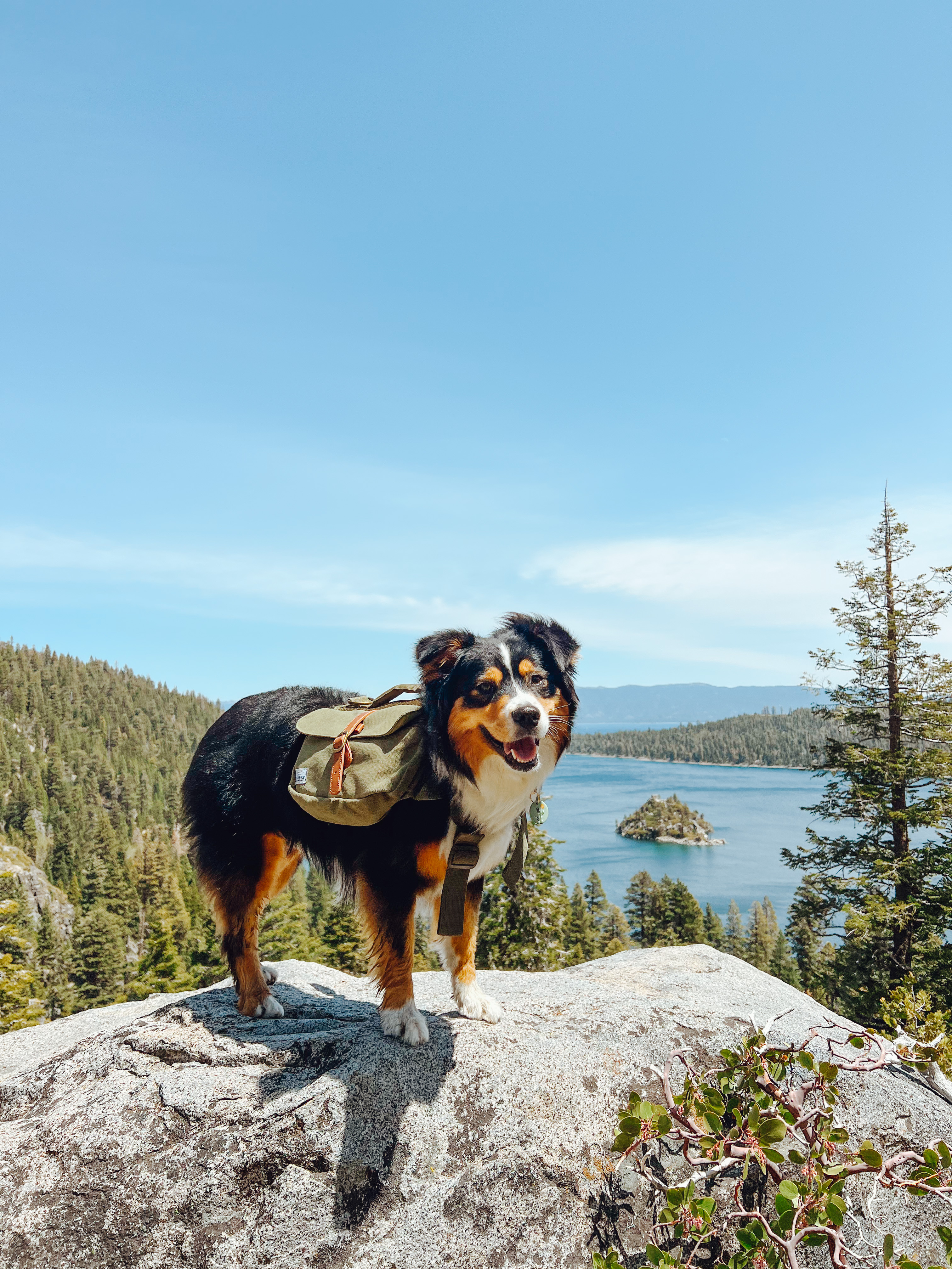 best dog friendly hotel