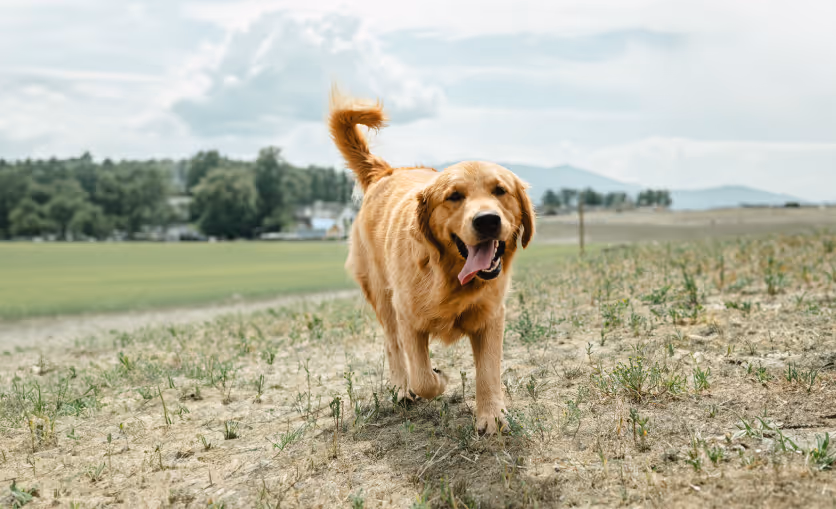 golden retriever dog running with tongue out on grassy field in cedarbrook park