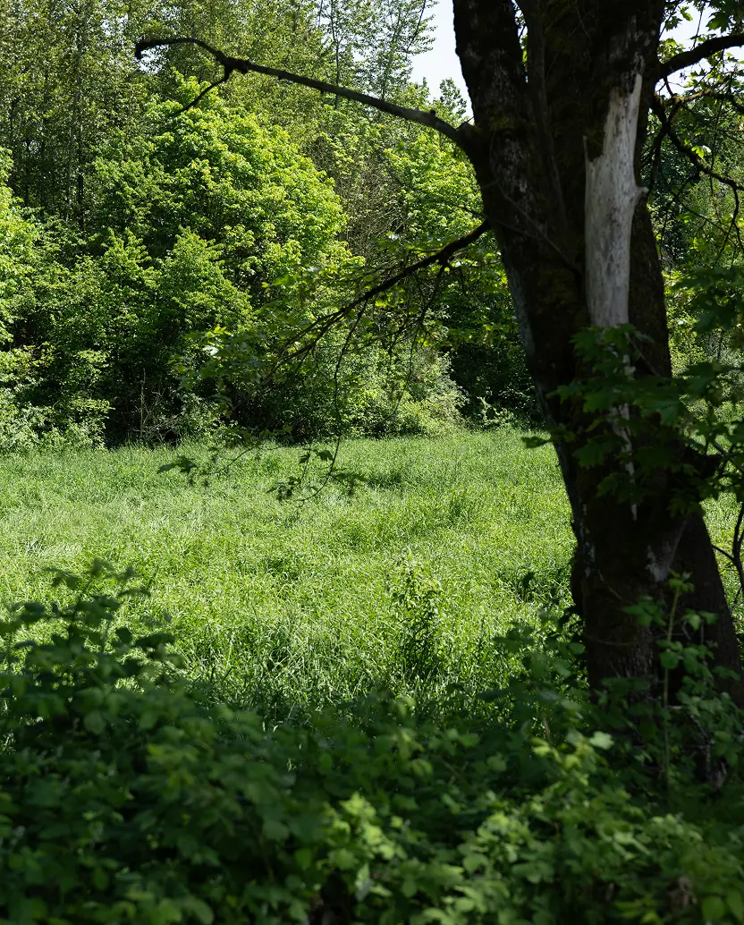 Green grassy field bordered by dense trees and a large tree trunk in the foreground.