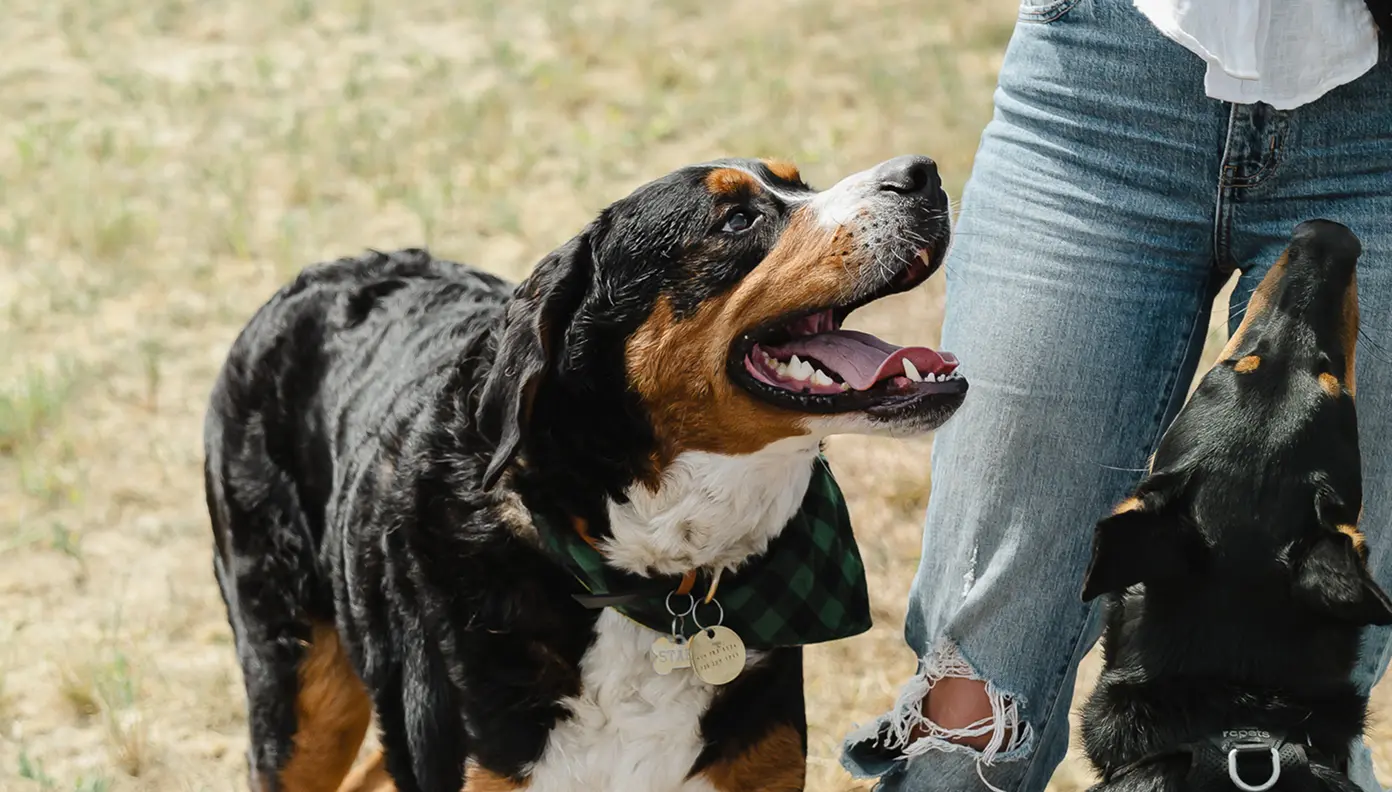Two dogs looking up at a person wearing ripped blue jeans and a white shirt.