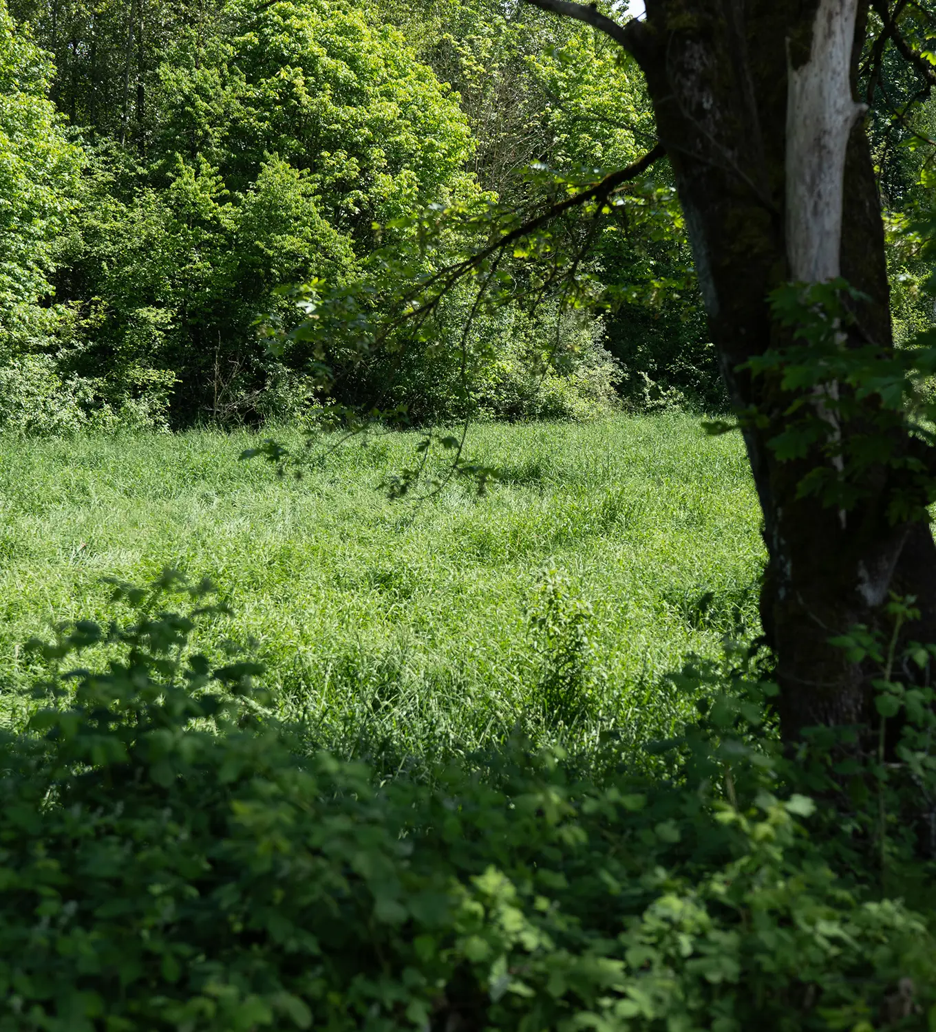 Lush green grassy clearing surrounded by dense leafy trees and shrubs in a forest.