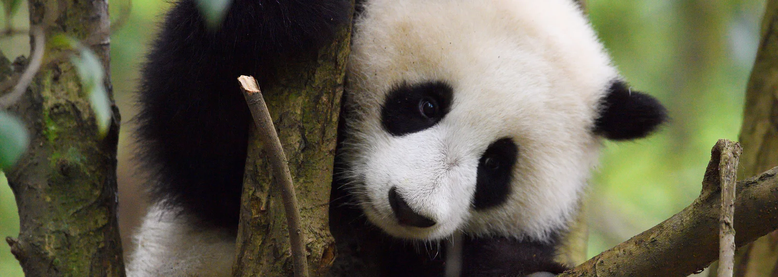 Giant panda cub resting in a tree, representing WWF conservation work.