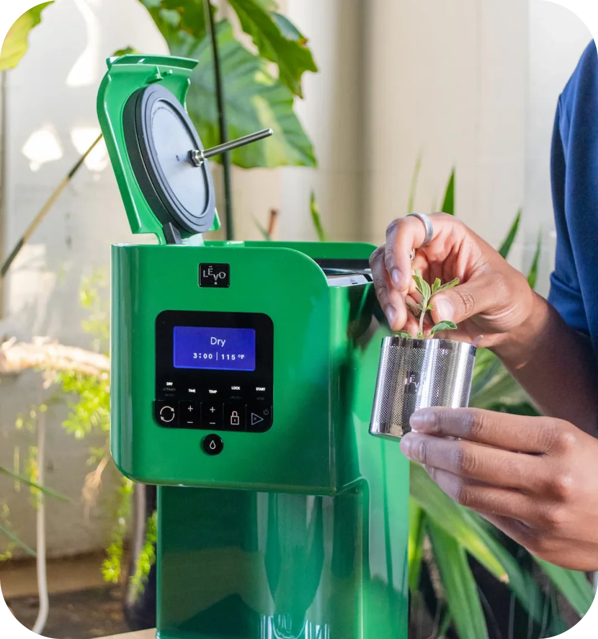 Hands adding fresh herbs to the stainless pod of a green LEVO oil infusion machine.