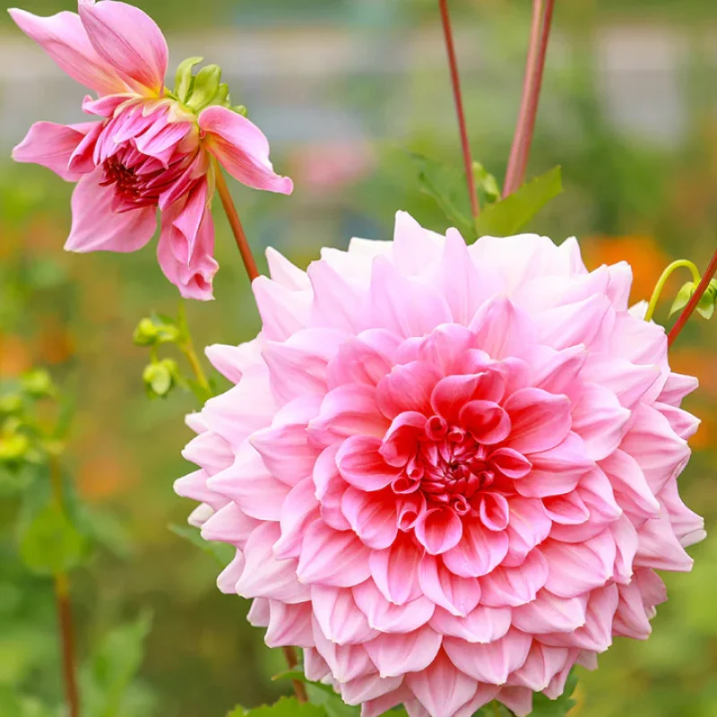 Pink dahlia blooms in a garden, from American Meadows and High Country Gardens.