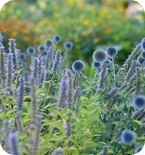 High Country Gardens lifestyle photo of blue globe thistle and anise hyssop perennials in bloom.