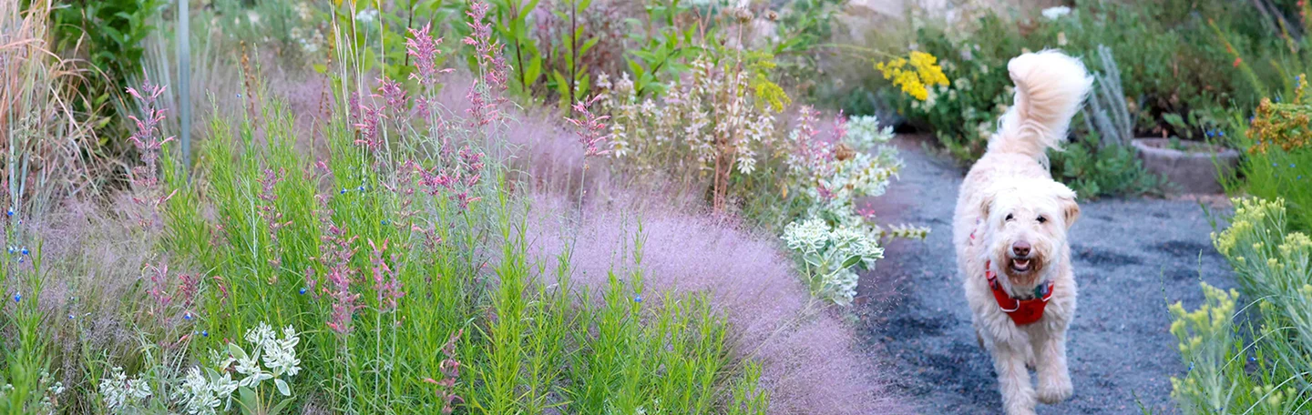 Fluffy white dog trotting down a gravel path through a colorful flowering perennial garden.