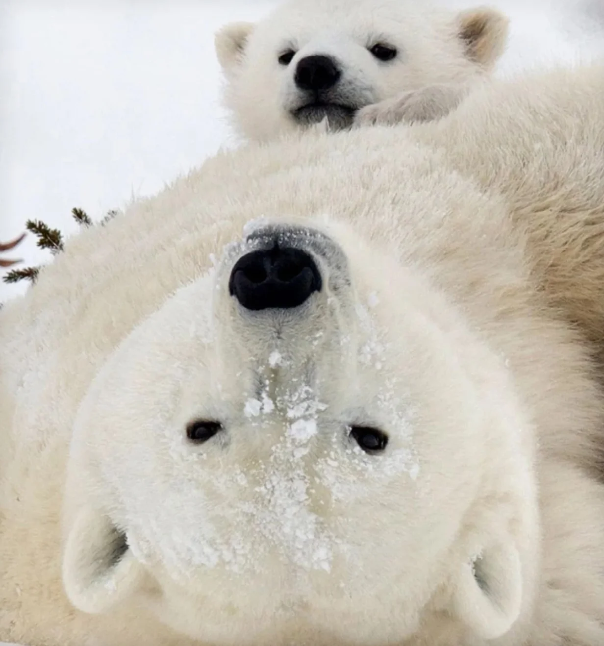 Polar bear and cub resting in the snow, from the WWF case study.