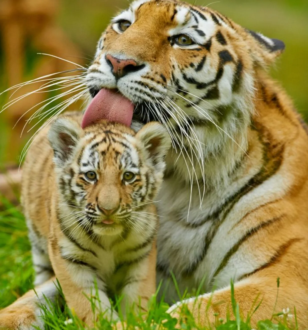 WWF photo of an adult tiger grooming a cub in the grass.