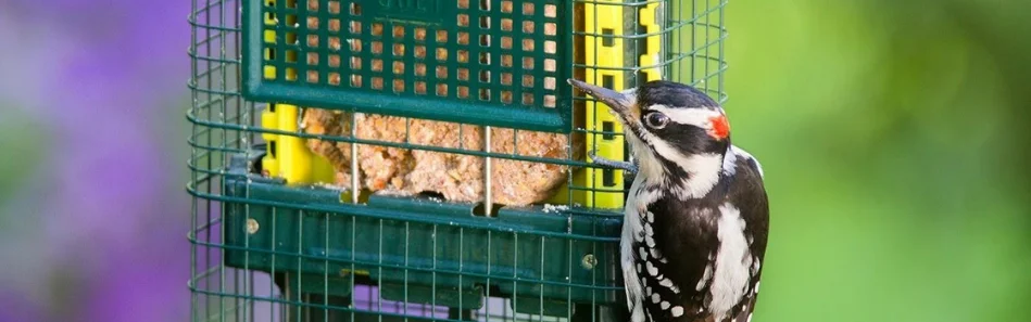 Downy woodpecker feeding at a green Brome Bird Care suet feeder.