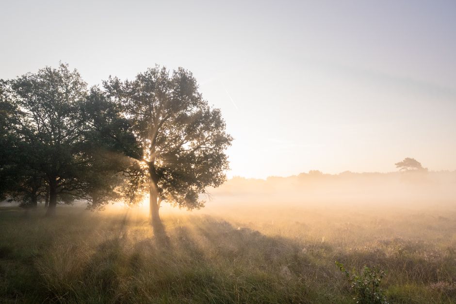 Sunlight beams through trees in a tranquil misty field at sunrise in Dwingeloo, Netherlands.