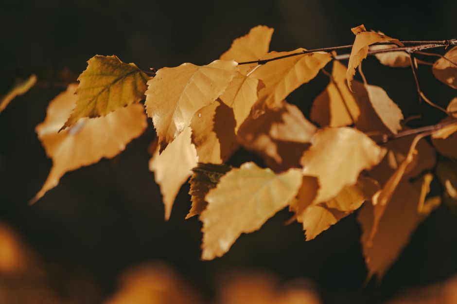 Close-up of golden leaves on a branch, capturing the essence of autumn with warm sunlight and soft shadows.