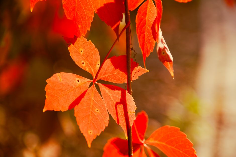 Vibrant orange leaves illuminated by sunlight, capturing the essence of autumn.