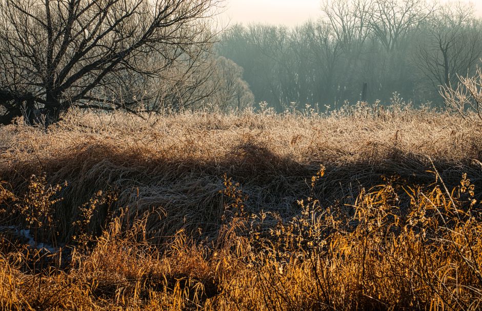 Serene autumn scene with frosted grass and trees, captured in rural Minnesota.