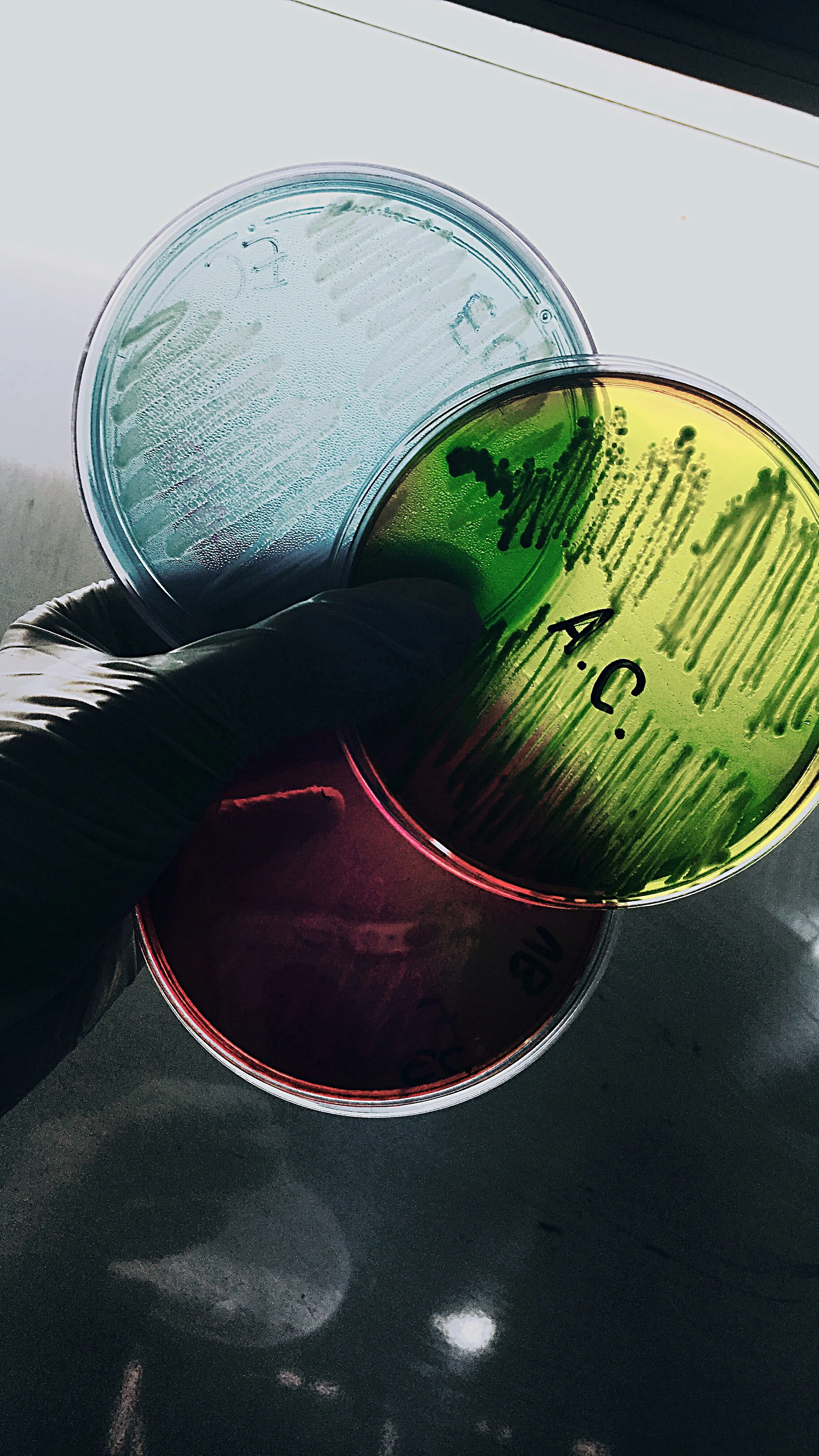 Gloved hand holding three Petri dishes with bacterial cultures on blue, green, and red agar.