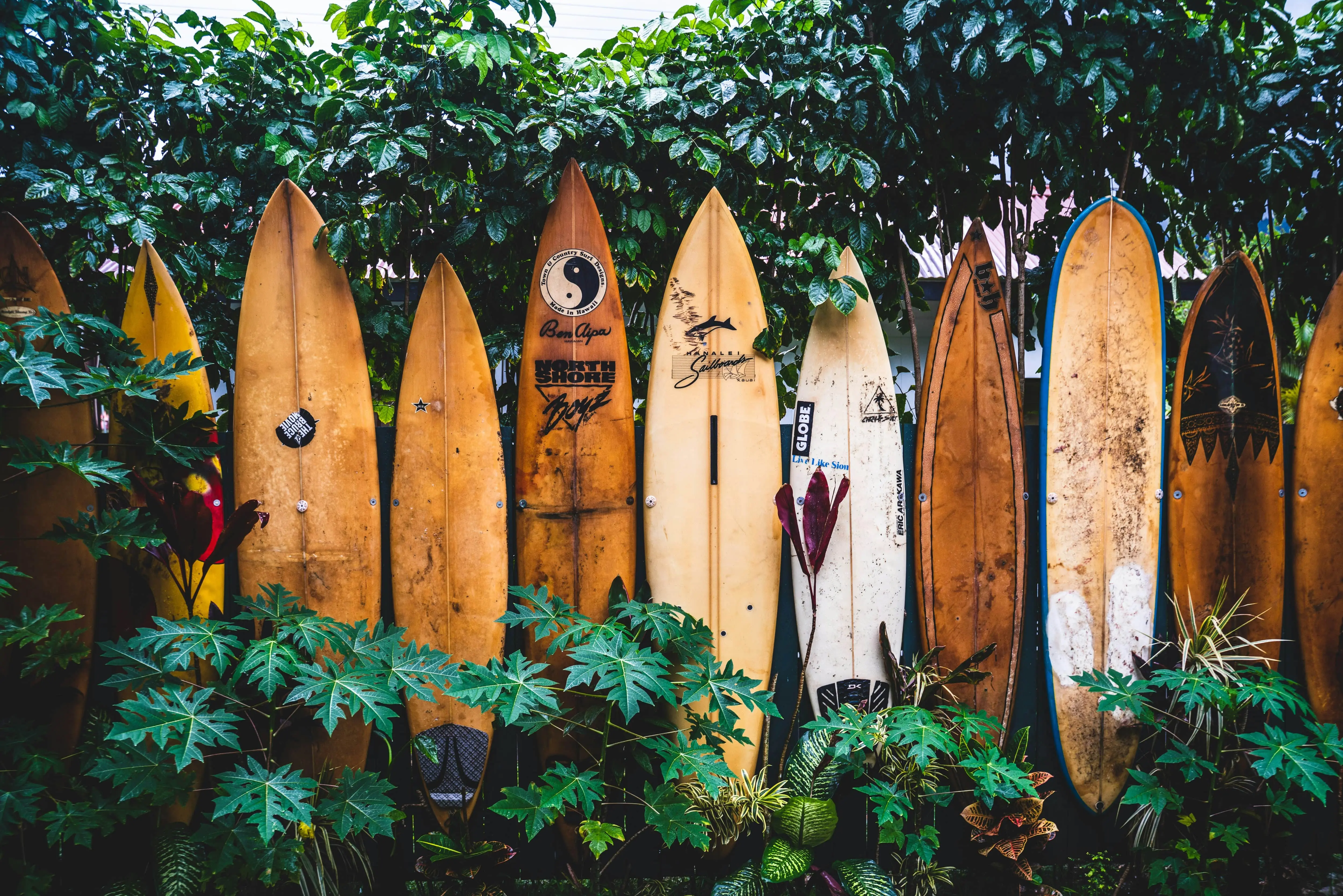Old surfboards