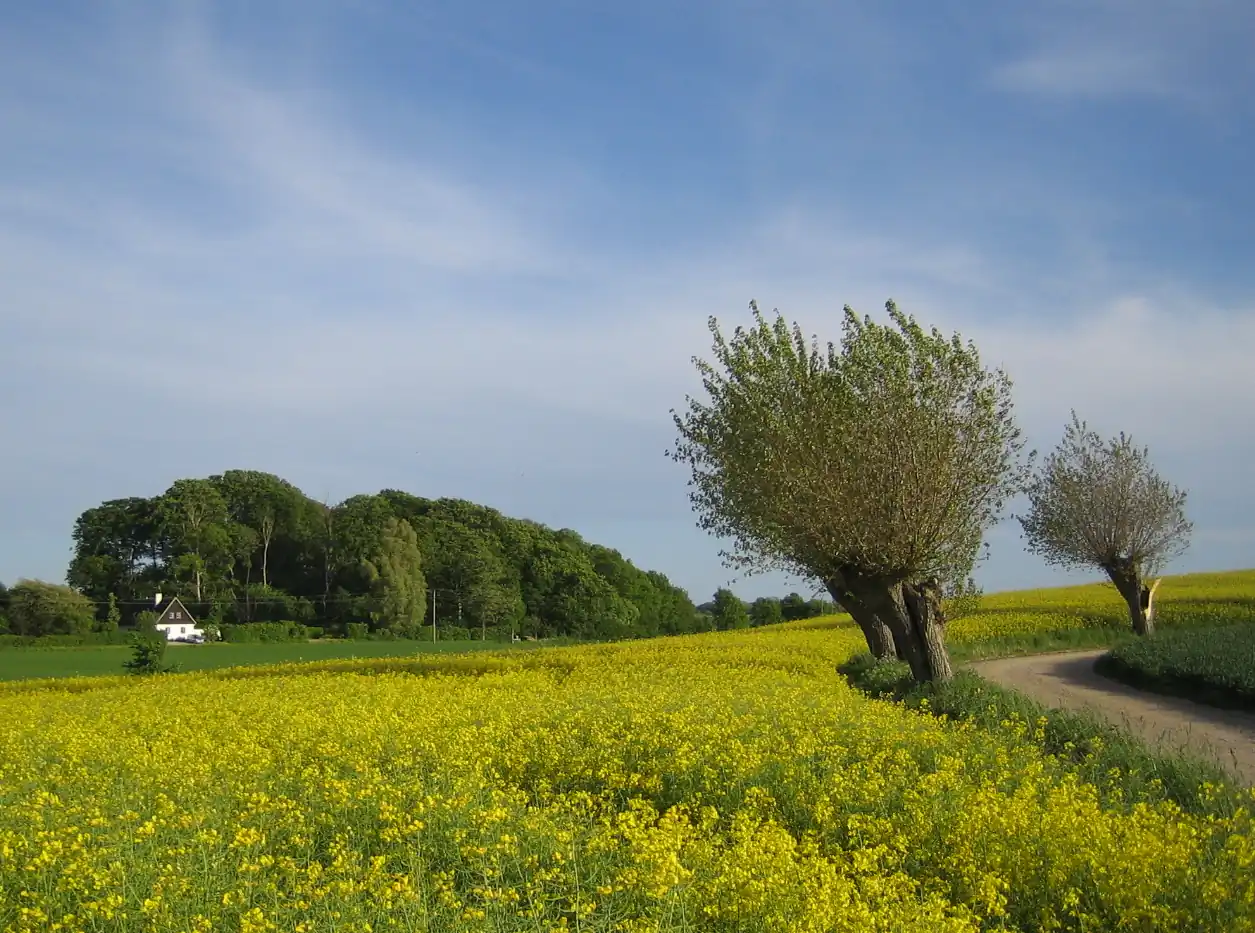 Blommande rapsfält och pilträd i Skåne län med öppet jordbrukslandskap och vårkänsla.