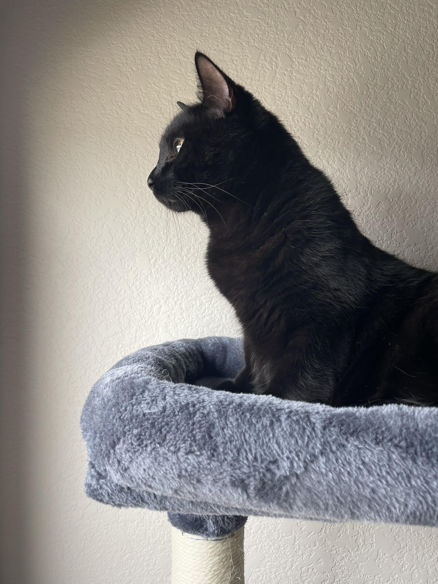 cat on cat tree