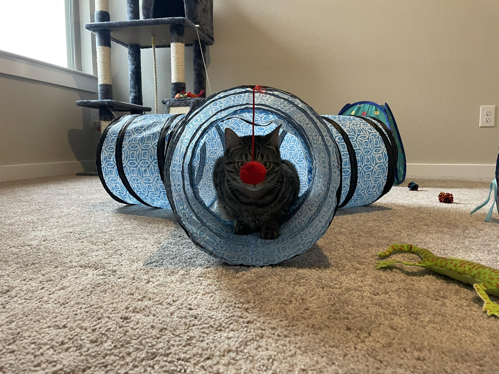 cat playing