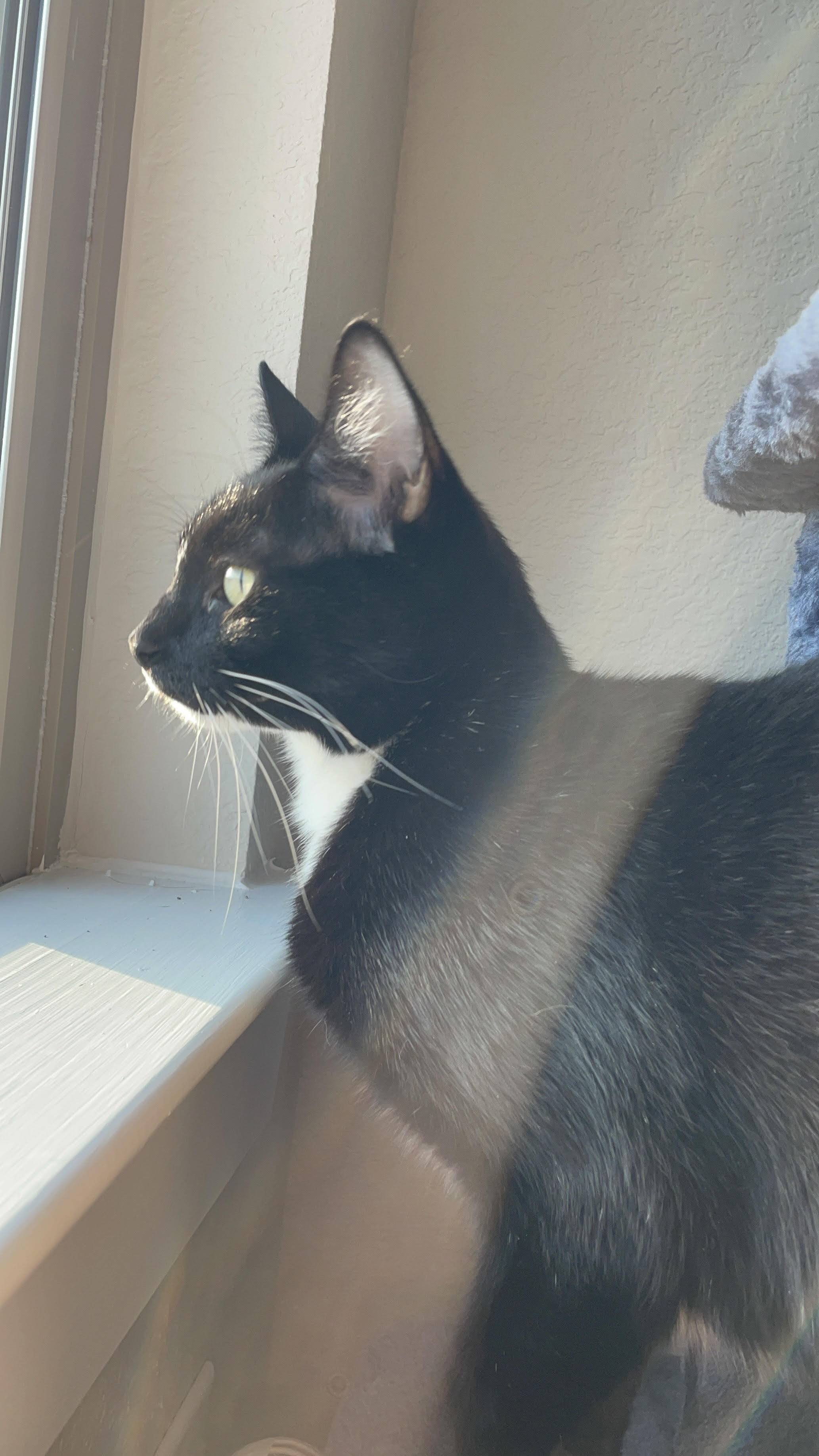cat looking out window