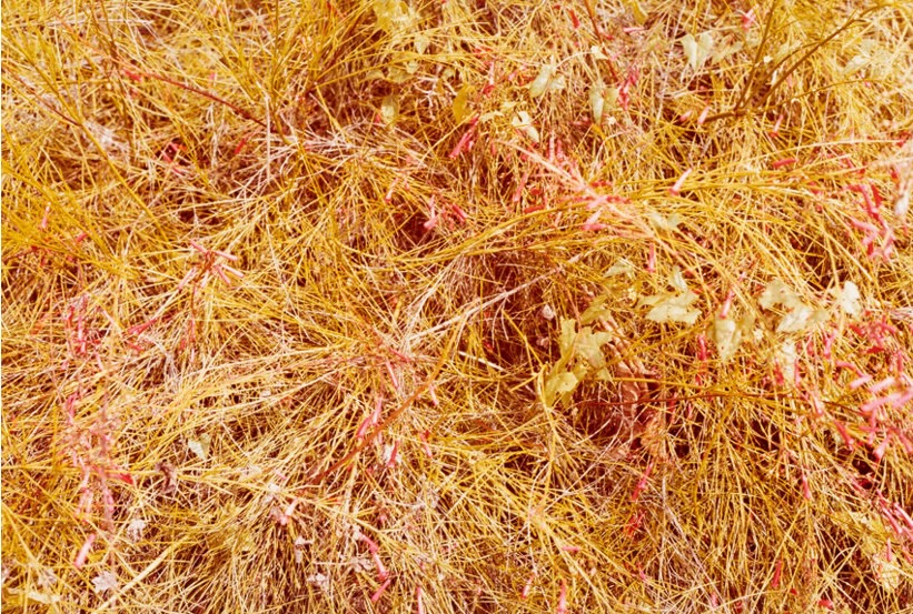 Untitled (from Jamaica Botanical series), 1978