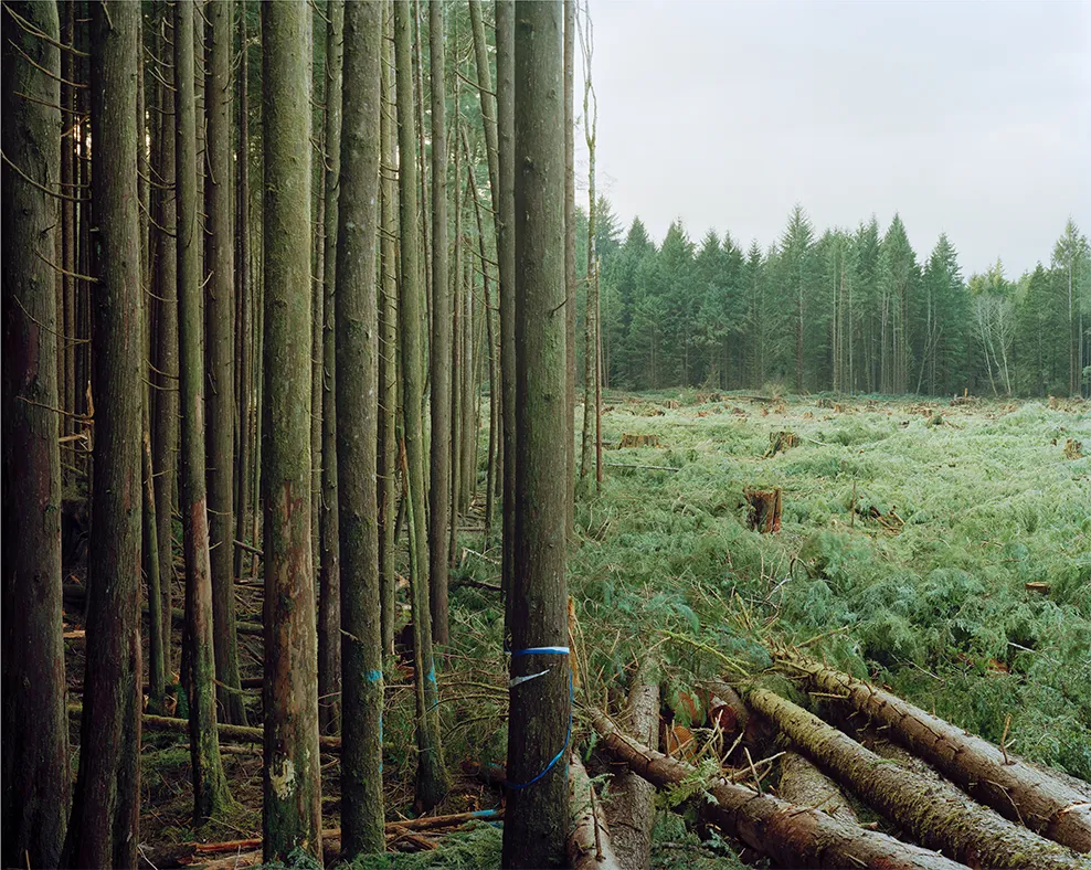 Freshly Felled Trees