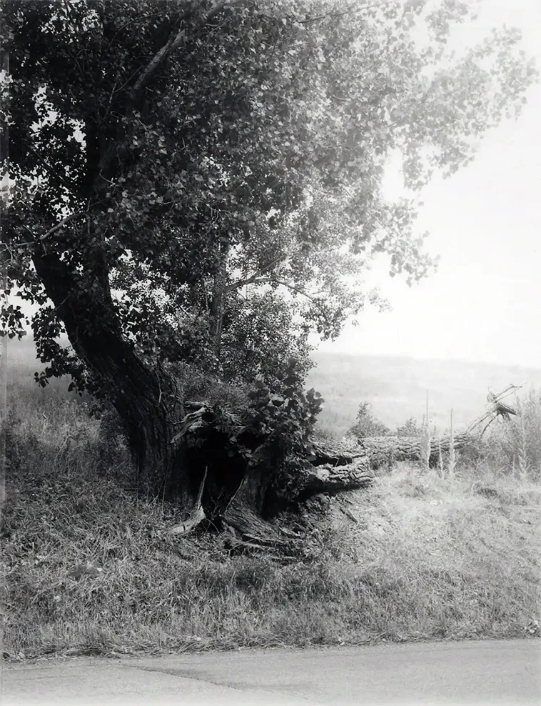 Amwell, Big Corral Montana, 2006