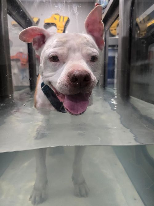 3rd Hydro Session for Juno