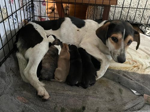 Lucy's Growing Family!