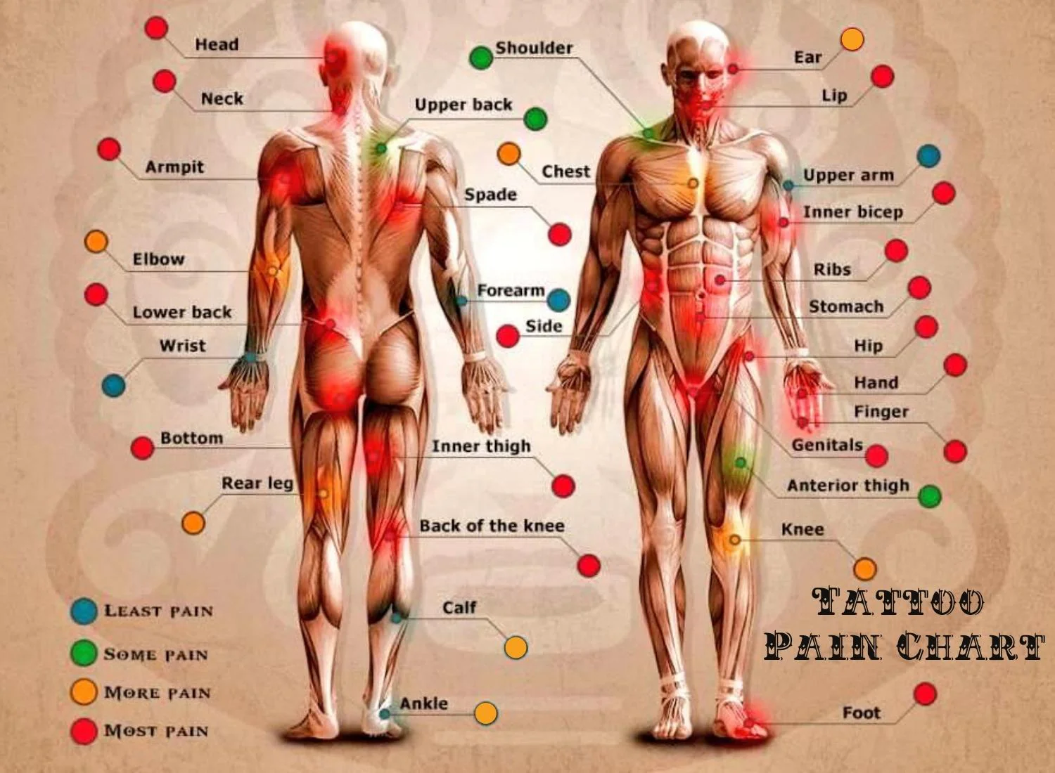 Tattoo Pain Chart: Every Placement Rated for Men & Women