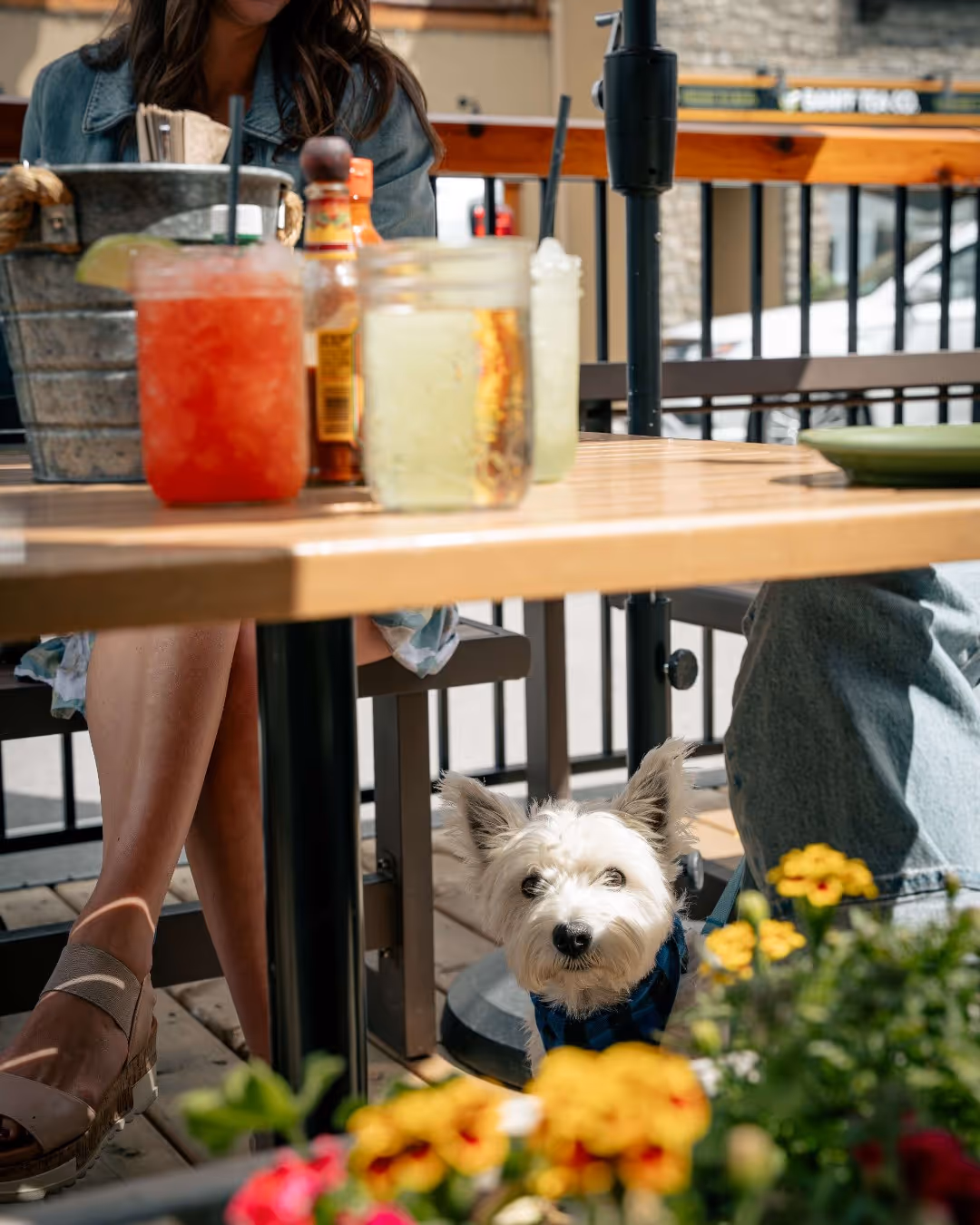 Dine with your doggo. Our dog-friendly patio is open and is the perfect spot to enjoy a Margarita (or 4) with your best friend!

 #DogFriendlyPatio #DineWithDogs #PatioSeason #MargaritaTime #DogLovers #PatioVibes