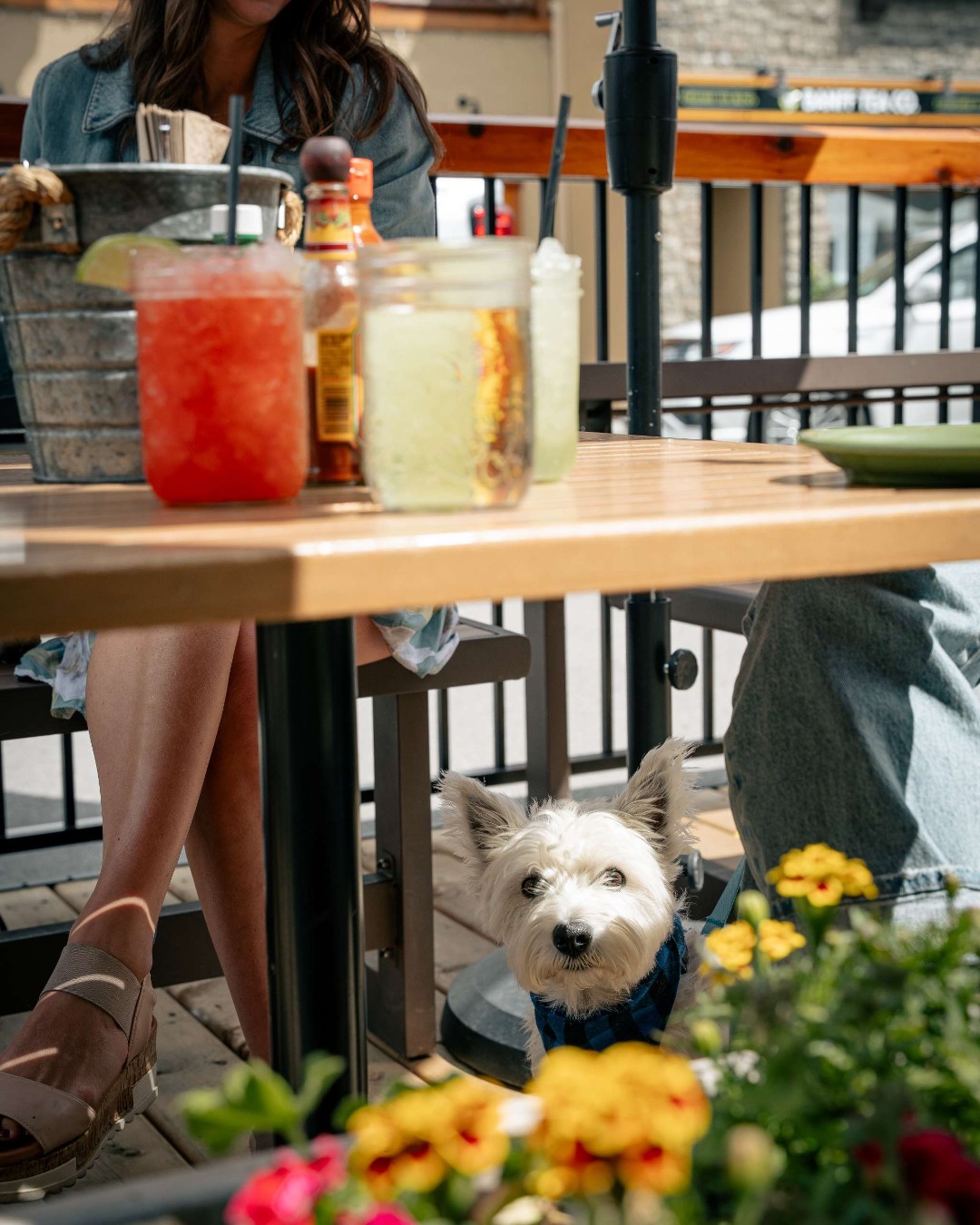 Dine with your doggo. Our dog-friendly patio is open and is the perfect spot to enjoy a Margarita (or 4) with your best friend!

 #DogFriendlyPatio #DineWithDogs #PatioSeason #MargaritaTime #DogLovers #PatioVibes