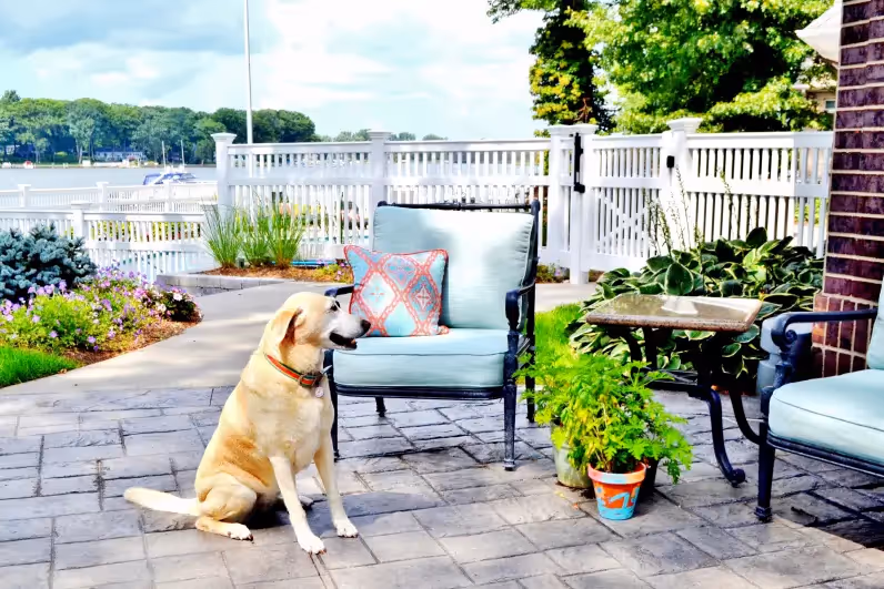 dog sitting on an outdoor patio overlooking a lake