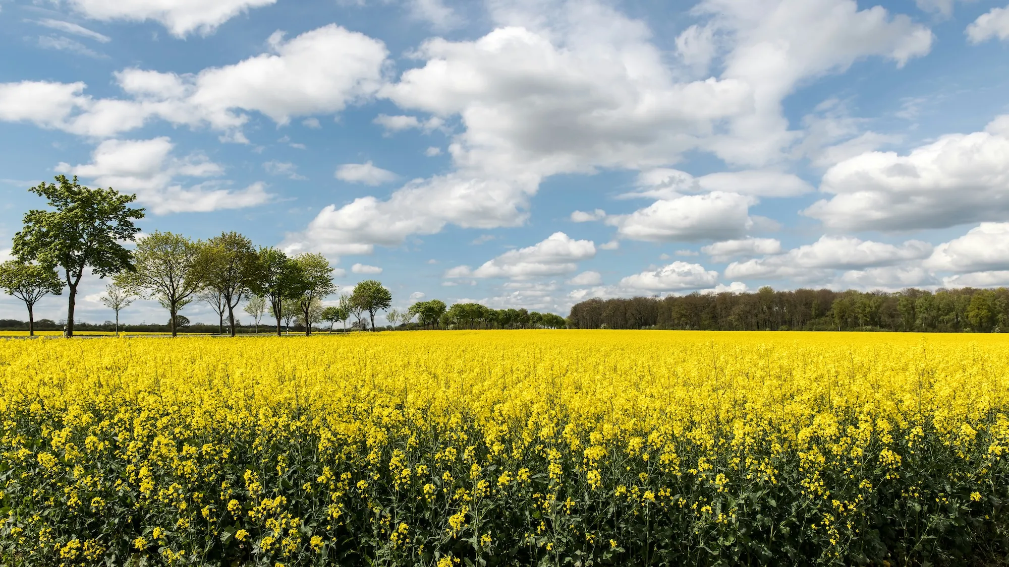 Rapsfält i blom under en blå himmel