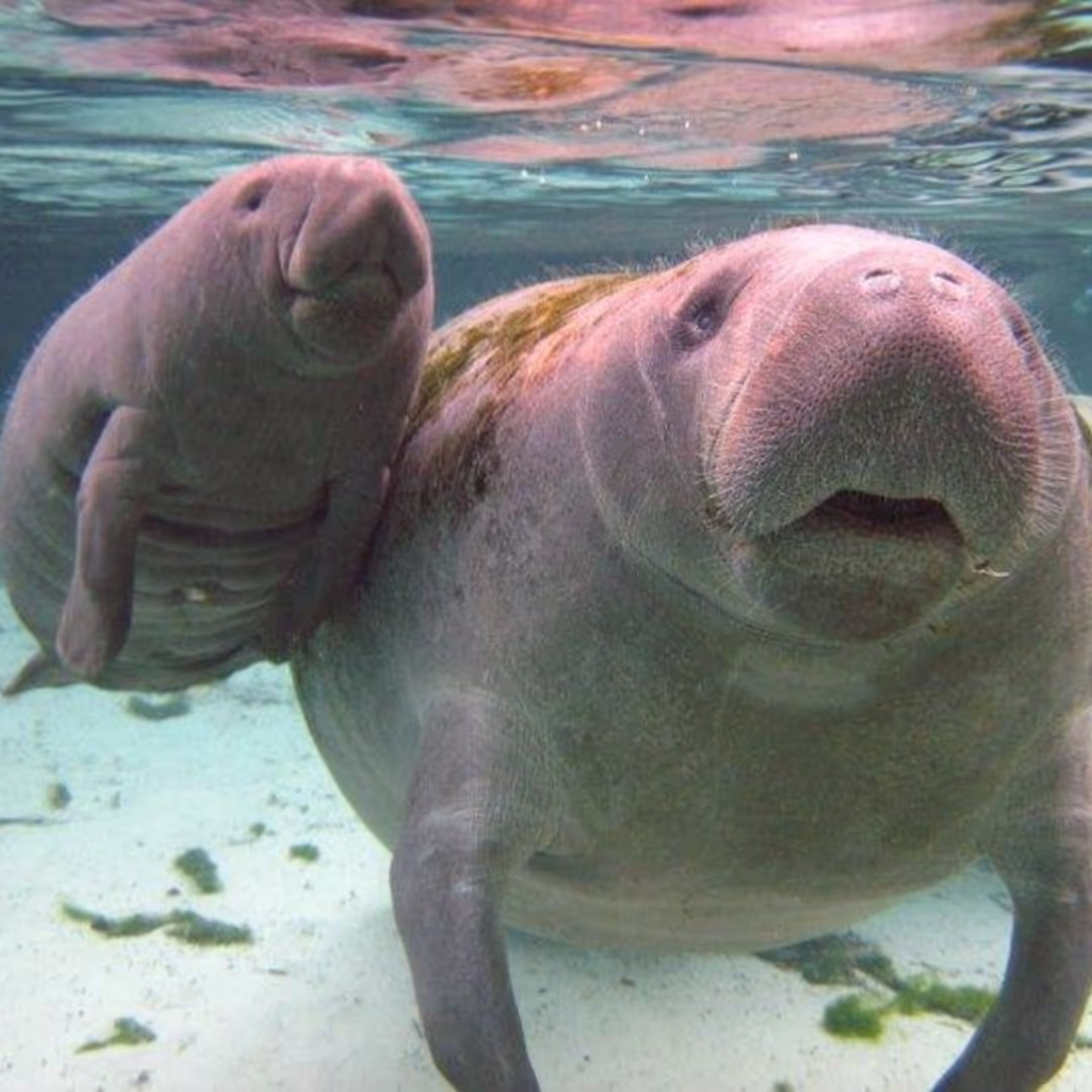 Crystal-River-Manatee-Tours-Picthrive-Amazing-Square.png
